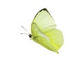 A beautiful yellow butterfly flying isolated on transparent background with clipping path, single beautiful with clipping path and Royalty Free Stock Photo