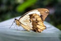 Beautiful yellow butterfly on a leaf