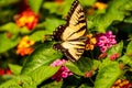 Small yellow butterfly on green leaves. Royalty Free Stock Photo