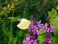 Yellow butterfly on pink flower, Lithuania Royalty Free Stock Photo