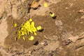 Beautiful yellow butterfly on the rock in the forest