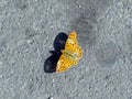 Beautiful yellow butterfly on a stone Royalty Free Stock Photo