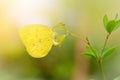 Beautiful yellow butterfly,butterfly of Thailand Royalty Free Stock Photo