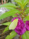 Beautiful yellow butterfly on violet flower plant with green leaves. Royalty Free Stock Photo