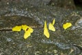 Beautiful yellow butterfly wildlife