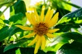 Beautiful yellow Buzulnik in the garden, Ligularia