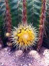 Beautiful yellow cactus flower