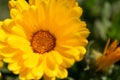 Beautiful yellow calendula officinalis flower close up in a garden on a green background Royalty Free Stock Photo