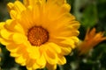 Beautiful yellow calendula officinalis flower close up in a garden on a green background Royalty Free Stock Photo