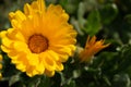 Beautiful yellow calendula officinalis flower close up in a garden on a green background Royalty Free Stock Photo