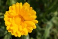 Beautiful yellow calendula officinalis flower close up in a garden on a green background Royalty Free Stock Photo