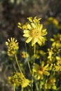 Beautiful yellow California brittlebush wildflowers bloom in spring.