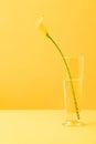 Beautiful yellow calla lily flower in vase on yellow Royalty Free Stock Photo