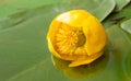 Beautiful yellow candock in a basin Royalty Free Stock Photo