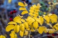 Canker-rose leaves in the autumn season, Czech Republic