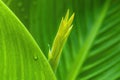 Yellow canna flower buds in close-up Royalty Free Stock Photo