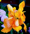 Beautiful yellow Canna Lily flower