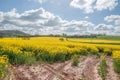 Beautiful yellow Canola flowers in the English summertime. Royalty Free Stock Photo