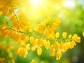 beautiful yellow cassia flowers in the forest, Ai Generated