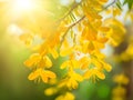 beautiful yellow cassia flowers in the garden, Ai Generated