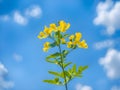 beautiful yellow cassia flowers in the garden