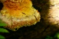 Beautiful yellow chaga mushroom in dew in a green forest