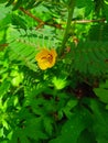 the beautiful yellow Chamaecrista fasciculata plant