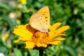 Beautiful yellow chamomile flower with butterfly on it Royalty Free Stock Photo