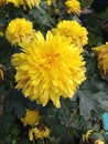 Beautiful yellow Chrysanth flower