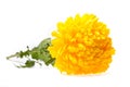 Beautiful yellow chrysanthemum