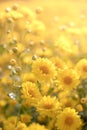 Beautiful yellow chrysanthemum field ready for harvest Royalty Free Stock Photo