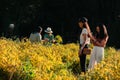 Beautiful yellow Chrysanthemum flower blooming in field, golden daisy flowers blooming in the garden form on summer, tourists