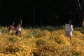 Beautiful yellow Chrysanthemum flower blooming in field, golden daisy flowers blooming in the garden form on summer, tourists