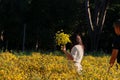 Beautiful yellow Chrysanthemum flower blooming in field, golden daisy flowers blooming in the garden form on summer, tourists