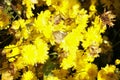 Beautiful yellow Chrysanthemum flower blooming in field, golden daisy flowers blooming in the garden on summer Royalty Free Stock Photo