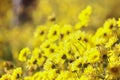 Beautiful yellow Chrysanthemum flower blooming in field, golden daisy flowers blooming in the garden on summer Royalty Free Stock Photo