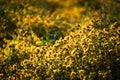 Beautiful yellow Chrysanthemum flower blooming in field, golden daisy flowers blooming in the garden on summer Royalty Free Stock Photo