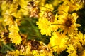 Beautiful yellow Chrysanthemum flower blooming in field, golden daisy flowers blooming in the garden on summer Royalty Free Stock Photo