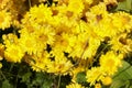 Beautiful yellow Chrysanthemum flower blooming in field, golden daisy flowers blooming in the garden on summer Royalty Free Stock Photo