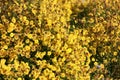 Beautiful yellow Chrysanthemum flower blooming in field, golden daisy flowers blooming in the garden on summer Royalty Free Stock Photo