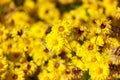 Beautiful yellow Chrysanthemum flower blooming in field, golden daisy flowers blooming in the garden on summer Royalty Free Stock Photo