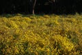 Beautiful yellow Chrysanthemum flower blooming in field, golden daisy flowers blooming in the garden on summer Royalty Free Stock Photo