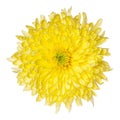 Beautiful yellow chrysanthemum flower bud isolated on white background Royalty Free Stock Photo