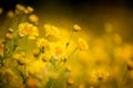 Beautiful yellow Chrysanthemum flower in field Royalty Free Stock Photo