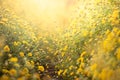 Beautiful yellow Chrysanthemum flower in field Royalty Free Stock Photo
