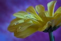 Beautiful Yellow Chrysanthemum flower whit water drops on a purple background Royalty Free Stock Photo