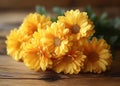 Beautiful yellow chrysanthemum flowers Royalty Free Stock Photo