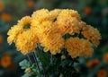 Beautiful yellow chrysanthemum flowers Royalty Free Stock Photo