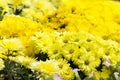 Beautiful yellow chrysanthemum flowers background Royalty Free Stock Photo