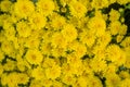 The beautiful yellow chrysanthemum flowers background top view Royalty Free Stock Photo